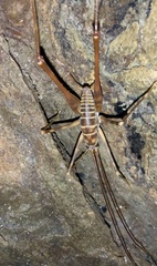 Pachyrhamma acanthocerum