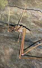 Pachyrhamma acanthocerum