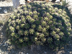 Ferocactus robustus