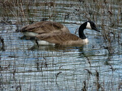 Branta canadensis maxima