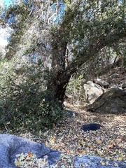Quercus agrifolia oxyadenia