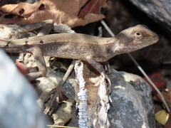 Diporiphora