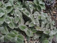 Tradescantia sillamontana