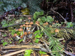 Psilocybe azurescens
