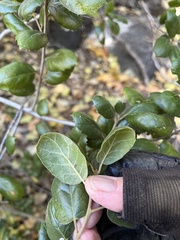 Quercus agrifolia oxyadenia