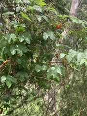 Passiflora cinnabarina