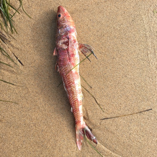 Sergeant baker (Latropiscis purpurissatus) — Aulopidae — 2