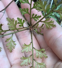 Phyllocladus trichomanoides