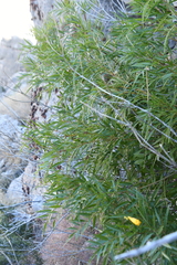 Tecoma stans angustata