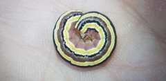 Trichordestra legitima