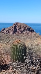 Ferocactus emoryi emoryi