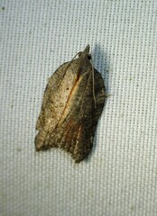 Acleris effractana