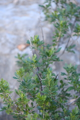 Fraxinus greggii