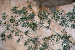 Fraxinus greggii