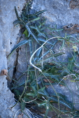 Passiflora tenuiloba