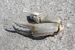 Ovalipes australiensis