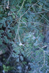 Pomaria melanosticta