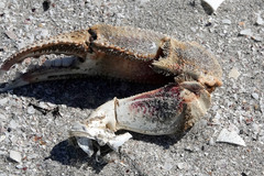 Ovalipes australiensis