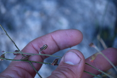 Pomaria melanosticta