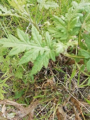 Ambrosia arborescens