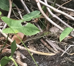 Cnemidophorus cryptus