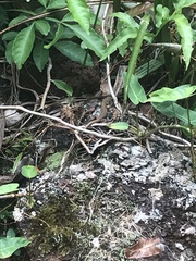 Cnemidophorus cryptus