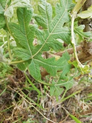 Ambrosia arborescens