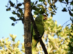 Amazona finschi