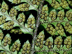 Polystichum neozelandicum