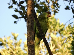 Amazona finschi