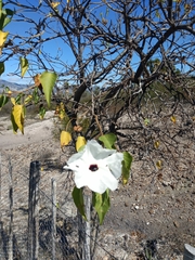 Ipomoea pauciflora