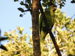 Amazona finschi