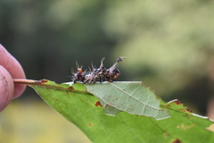 Harrisimemna trisignata
