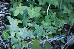 Passiflora tenuiloba