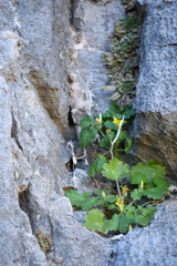Eucnide bartonioides