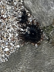 Echinoidea
