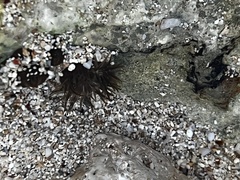 Echinoidea
