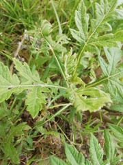 Ambrosia arborescens