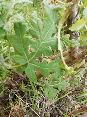 Ambrosia arborescens