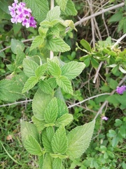Lantana montevidensis