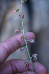 Pomaria melanosticta