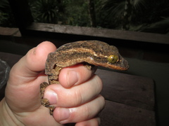 Thecadactylus rapicauda
