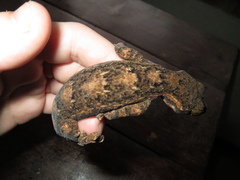 Thecadactylus rapicauda