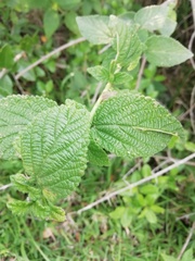 Lantana montevidensis