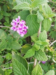 Lantana montevidensis