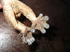 Thecadactylus rapicauda
