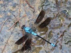 Diphlebia euphoeoides