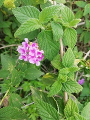 Lantana montevidensis