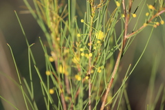 Acacia calantha