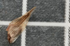 Carex louisianica